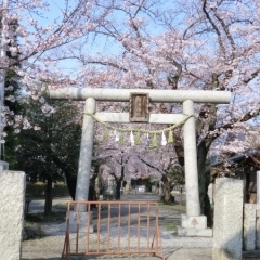 広瀬神社の桜 2017