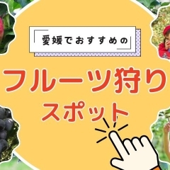 【最新版】愛媛のフルーツ狩りスポットをご紹介します!
