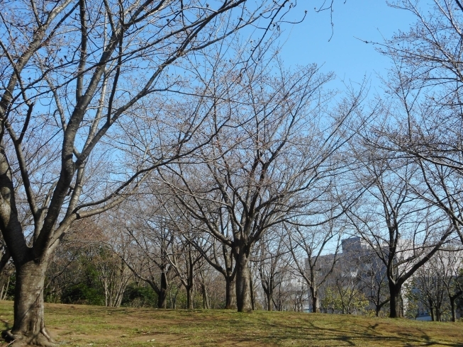 都筑中央公園。まだまだです。「都筑区内ソメイヨシノ（桜）の開花状況（3/19現在）」