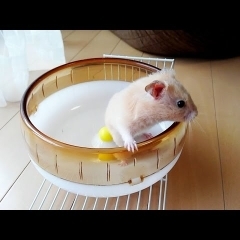 入ったけど出られん！回し車にほんろうされるwおもしろ可愛いハムスターcute funny hamster which can't turn it and go out from　＃43