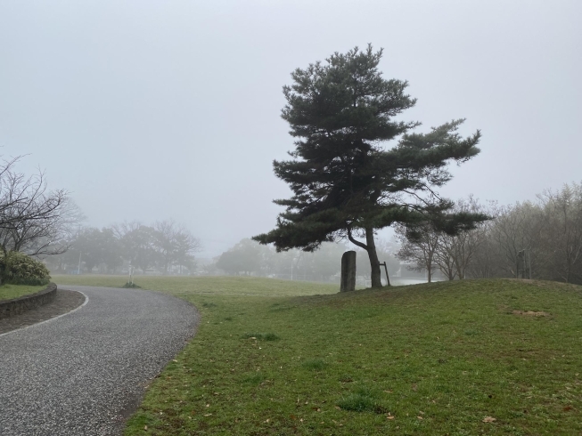 霧の立ち込めた公園。幻想的。「鶴林寺　桜情報　第二弾」