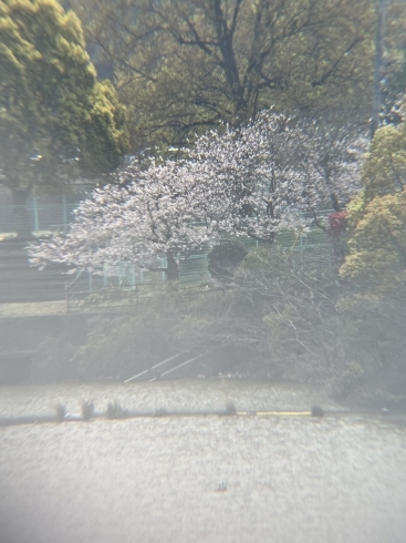 桜「桜が満開です！【ゴルフ初心者も安心🔰 無料レッスンで基礎を習得！ 松山市の水上ゴルフ練習場🏌 ゴルフの打ちっ放し】」