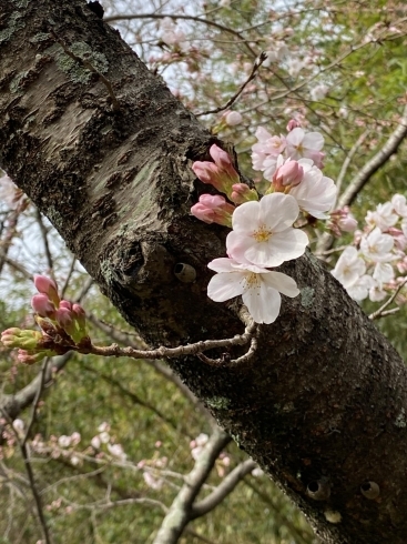 やはり桜は日本人の心の花ですね「鶴林寺　桜情報　第三弾」