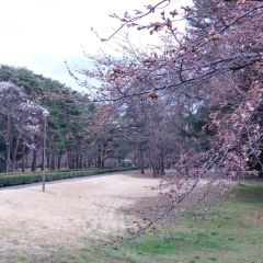 本学のソメイヨシノも一輪、二輪と開花し始めました！