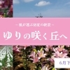 【東京ドイツ村】フラワーフェスティバル ゆりの咲く丘へ
