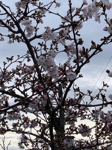 桜アップ画像「はじめまして、村上接骨・はり・きゅう院です。」