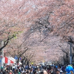 春だ、桜が咲いた！！　4/6は「ふる里さくら祭り」