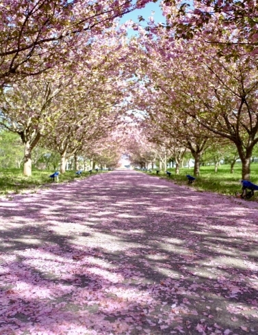 ピンクの絨毯（昨年4月27日撮影）「八重桜終盤戦！ちょっと羅生門さくら公園に立ち寄りました」