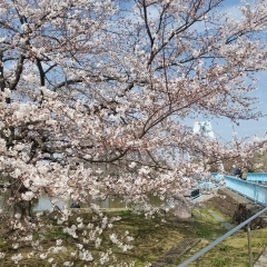 水元・柴又・鎌倉周辺の人気お花見スポット（桜名所）