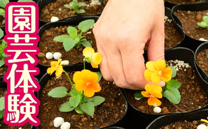 園芸体験　バラの鉢植え&花苗1ケース