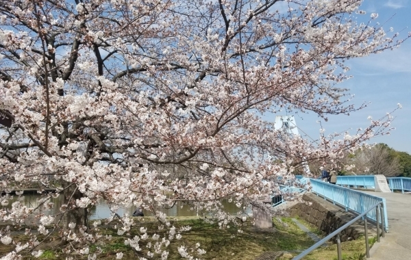 葛飾区内の人気お花見スポット（桜名所）