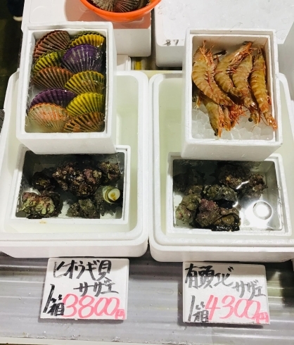 「西海物産館魚魚市場鮮魚コーナーおすすめは「イサキ・水イカ」です♪」