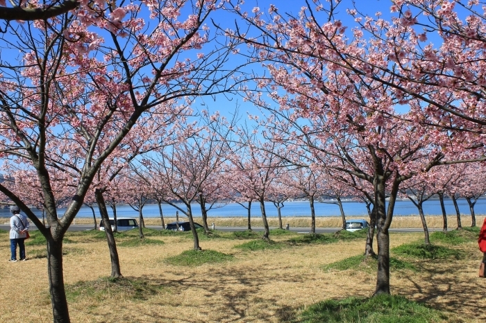 八束千本桜緑地（記念碑付近）