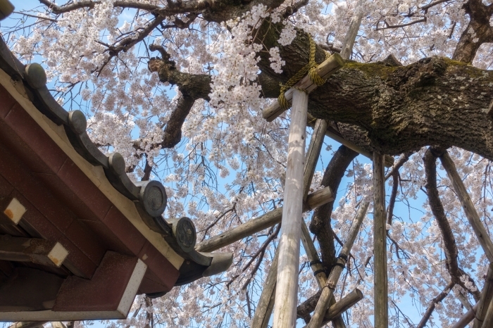 宿縁寺の枝垂れ桜