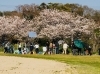 映画「ねことじいちゃん」撮影風景