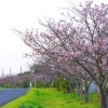 富田湖岸線|麻生地区