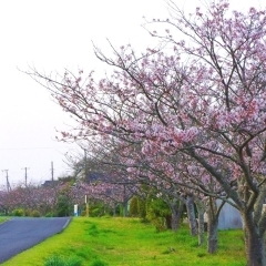 富田湖岸線｜麻生地区