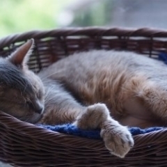 【猫カフェ】癒されること間違いなし! 宮崎市の猫カフェまとめ