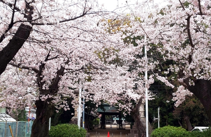 伊多波刀神社の参道のさくらです～♪　などなど「春よ、来い♪　2022年は桜の開花が平年並み！？　地元でお花見、桜（さくら）スポット情報公開中！」