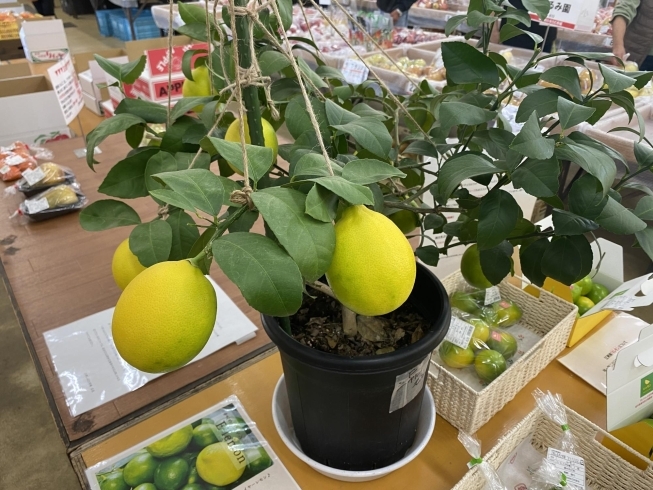 このレモンの木には名前があります！　Eシャルモン「江刺ふるさと市場で販売中！！」