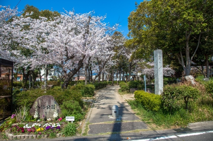 お隣の八幡公園にも桜があります