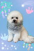 「Dog salon mofu mofu　余市町」
