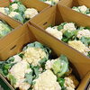 「地場野菜のセリ場に「カリフラワー」が出始めましたよー♪♪」