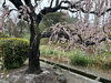 「松阪市　田口梅林園🌸」