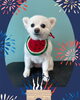「Dog salon mofu mofu　余市町」