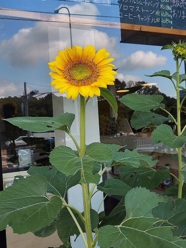 ひまわり開花②「開花！！」