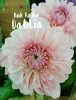 ダリア「スプリングフラワーズ」