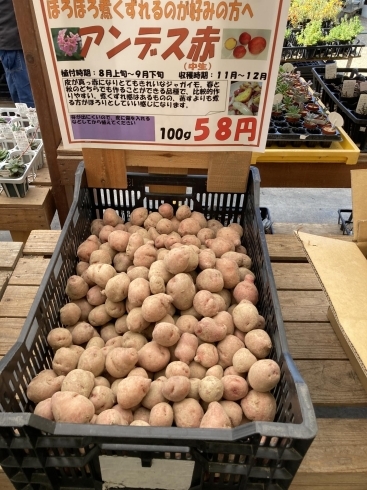 秋ジャガイモの種芋が入荷しました 7 31追記 平井のたねもの屋のニュース まいぷれ 松山 伊予 東温 松前 砥部