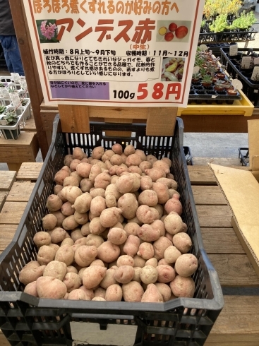 秋ジャガイモの種芋が入荷しました 7 31追記 平井のたねもの屋のニュース まいぷれ 松山 伊予 東温 松前 砥部 秋ジャガイモの種芋が入荷しました 7 31追記 平井のたねもの屋のニュース まいぷれ 松山 伊予 東温 松前 砥部