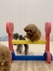 にこくんジャンプ💨「ましゅまろ幼稚園🐾」
