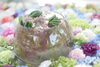 スモークツリーとその葉っぱ「第三回花手水がスタートしています。」