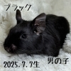 「デグーの赤ちゃんが生まれました💓　男の子編」
