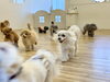 GO GO 💨💨「ましゅまろ幼稚園🐾」