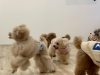 みんな一緒に走ります☺️「ましゅまろ幼稚園🐾」