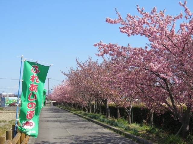 ふれあいの道にある河津桜