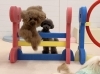 にこくんジャンプ💨「ましゅまろ幼稚園🐾」