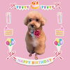 「Dog salon mofu mofu　余市町」
