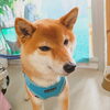 まるちゃん「今日のお友達」