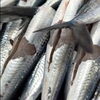 「毎月送らせてもらっている魚のサブスクを発送致します🚛気になる方はホームページから是非ご登録ください😊」