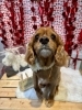 キャバリア　カット「🐶ミックス犬、キャバリア、トリミングのお友達❤️」