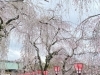 「三嶋大社の桜」