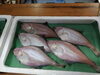 「📣本日の店内🐟」