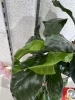 「観葉植物」