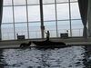 アシカとイルカの♡「楽しかった水族館♬」