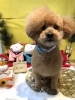 「🐶今日のトリミングのお友達🎍」