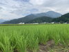 「田んぼオーナーさんの田んぼ成長記録 2023.7.14」